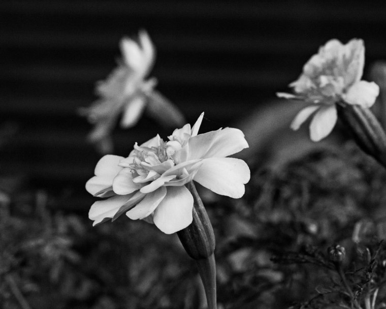 DSC_4346A8x10WebOn1BW