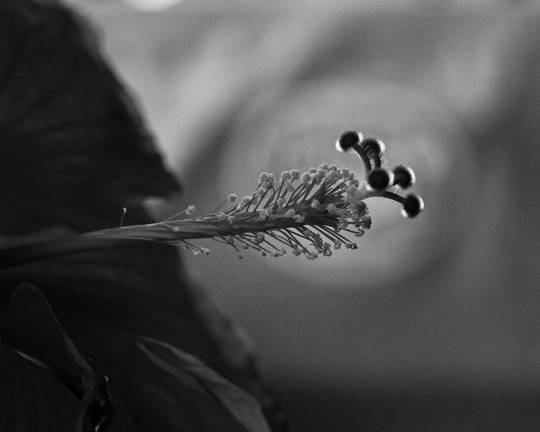 DSC_4354A8x10WebOn1BW