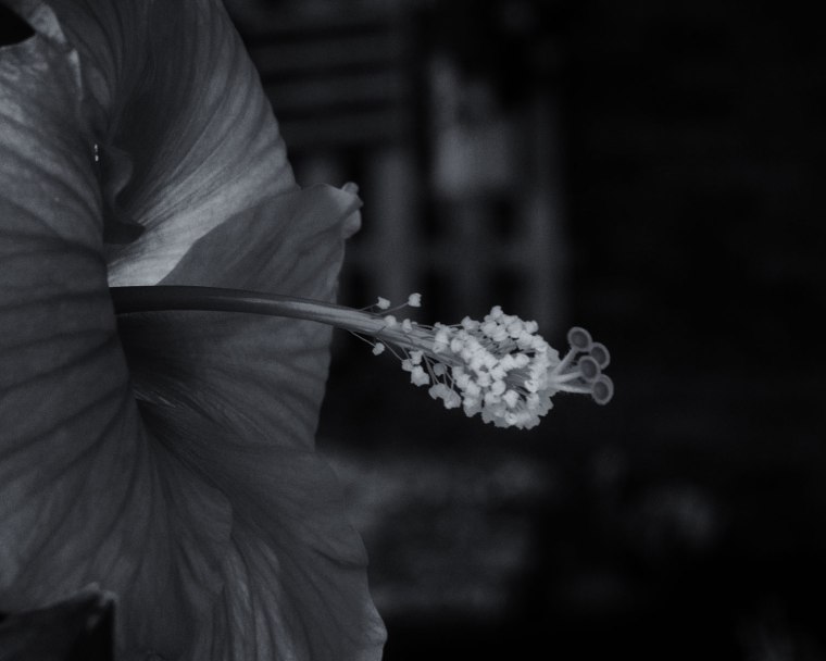 DSC_4430B8x10BWNikSel7