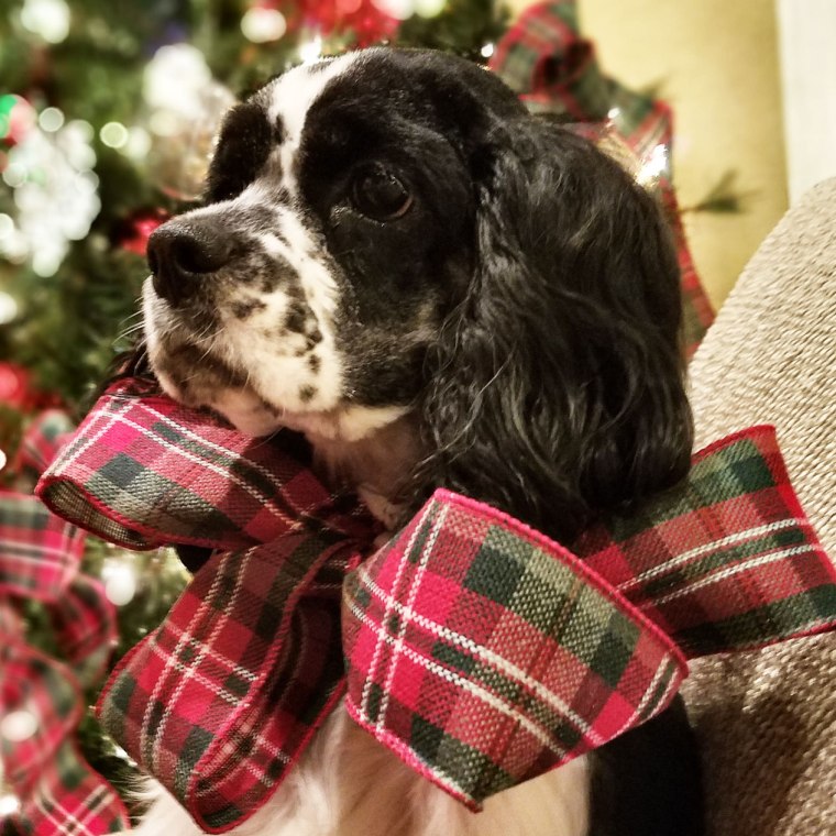 LucyChristmasBow