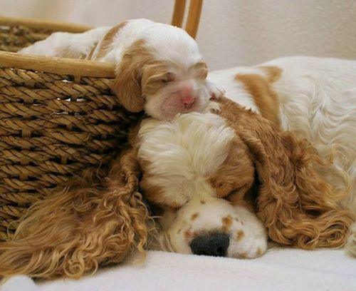 SleepingCockerMom-pup