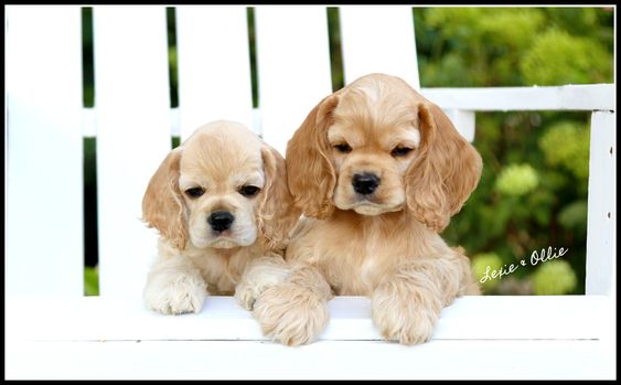 CockerTwins2